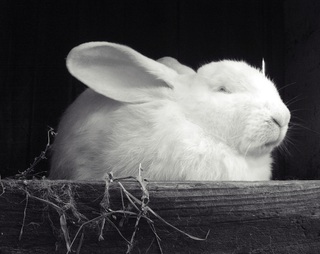 black-and-white-white-mammal-black-monochrome-rabbit-864418-pxhere.com